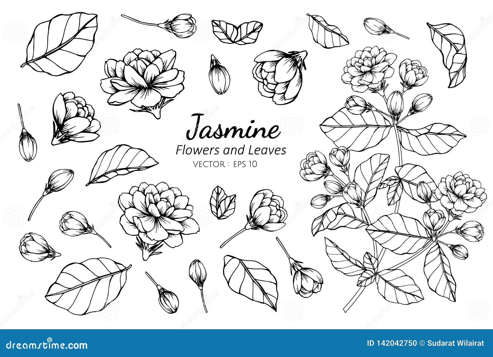 Collection Set of Jasmine Flower and Leaves Drawing Illustration Stock ...