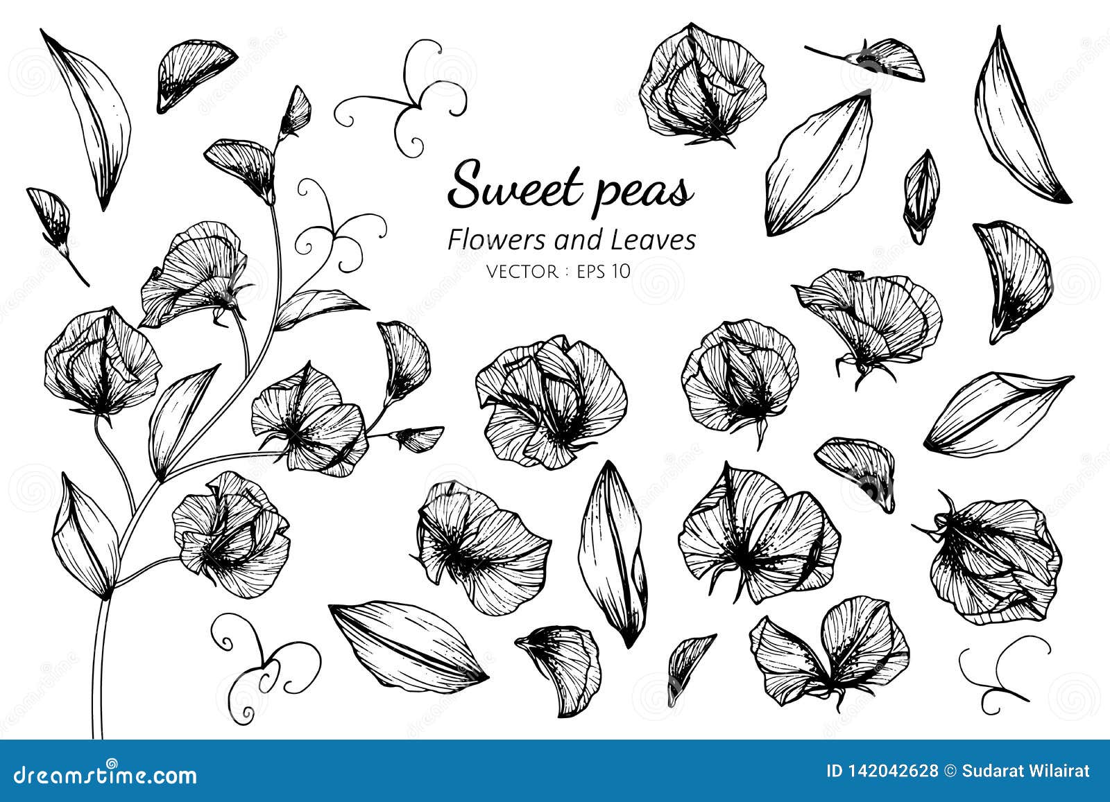 Collection Set of Sweet Pea Flower and Leaves Drawing Illustration Stock  Vector - Illustration of bunch, decoration: 142042628