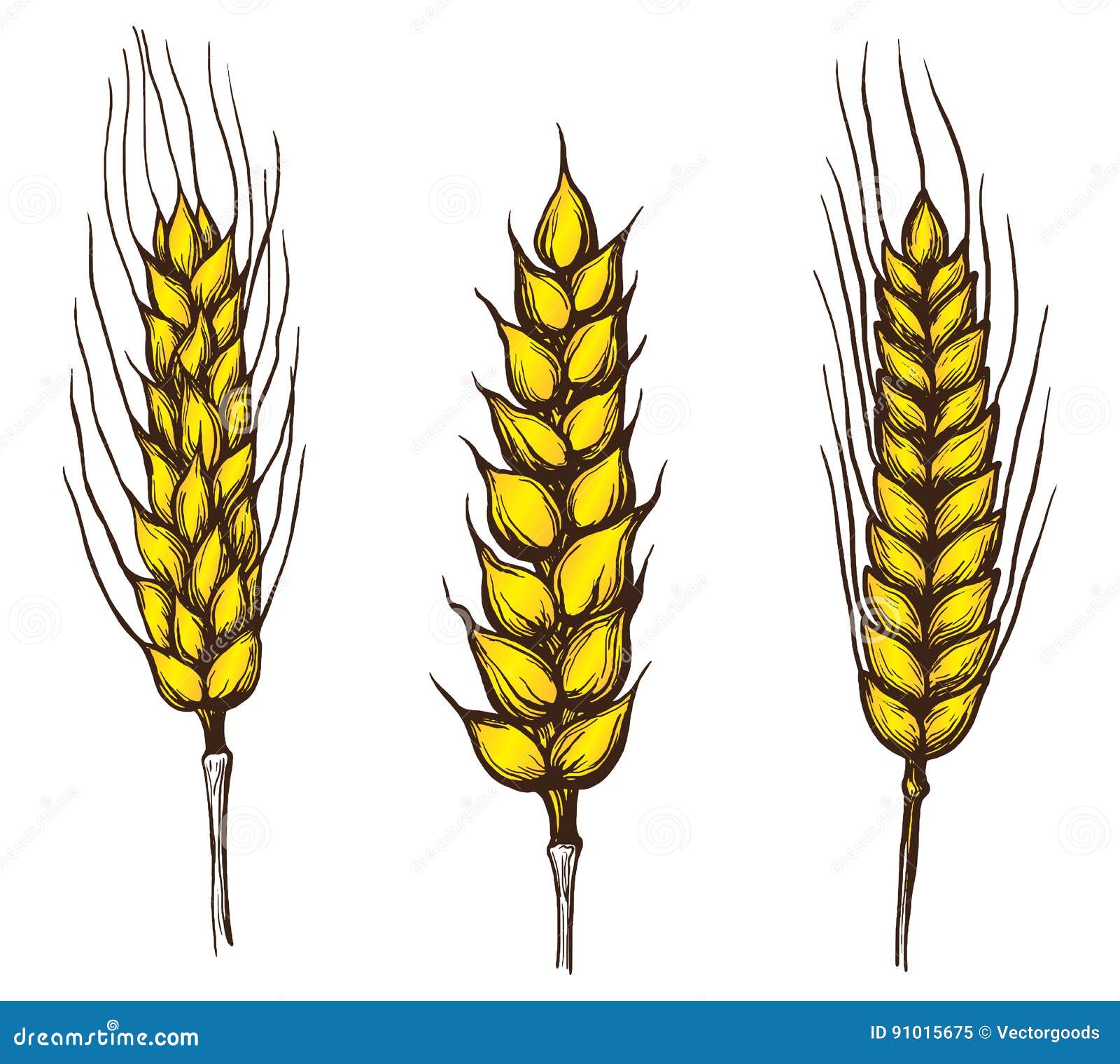 Collection Set of Wheat Ears Stock Vector - Illustration of field, food ...