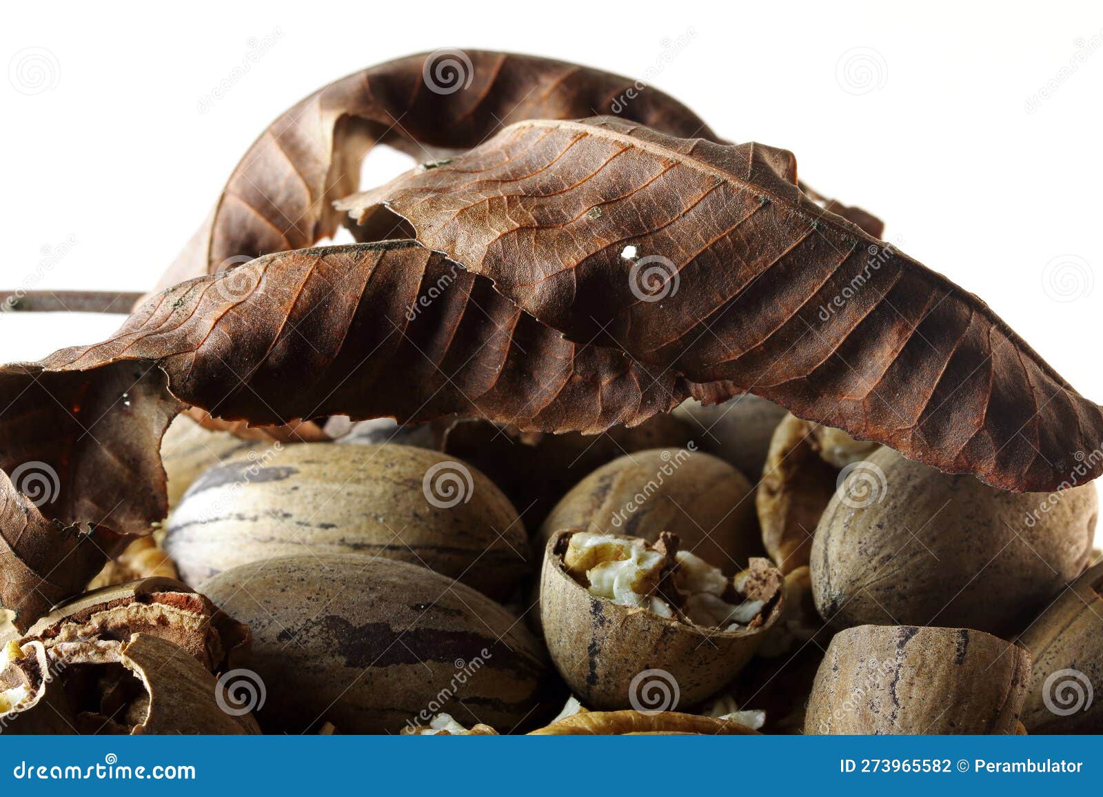 A COLLECTION of SHELLED PEAN NUTS with DRY PECAN LEAVES Stock Photo