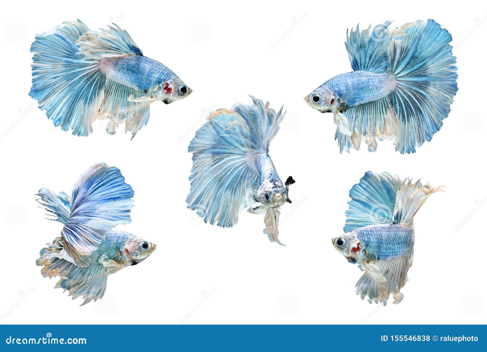 Collection of Siamese Fighting Fish, Blue Betta Fish on White Background,  Half Moon Stock Photo - Image of betta, animal: 155546838