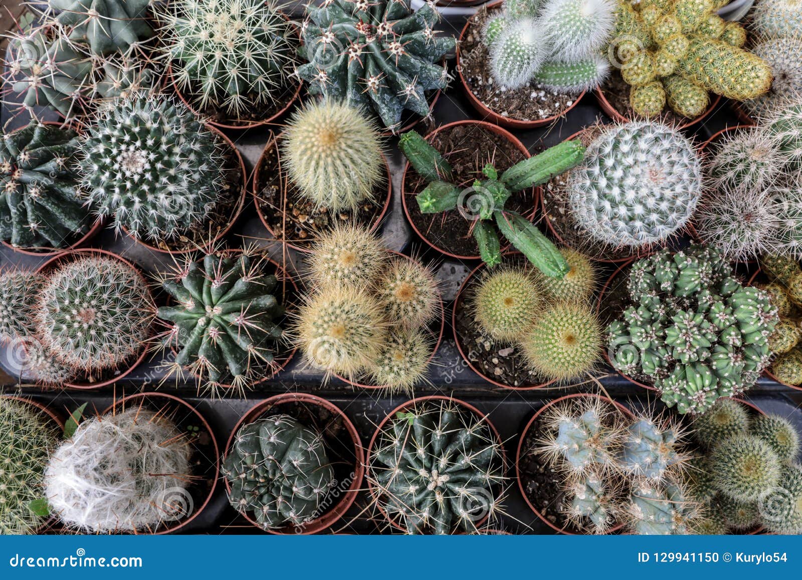 Collection of Small Decorative Cactuses in Pots. Stock Photo Image of