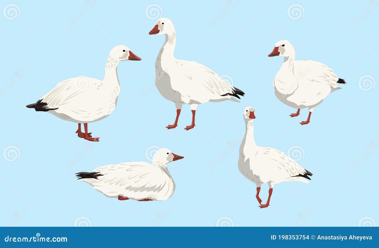 collection of snow geese. white arctic goose anser caerulescens. birds of the north, inhabiting greenland, alaska, canada, siberia