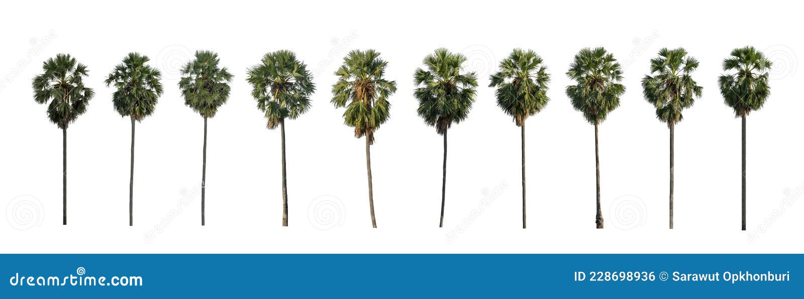 The Collection of Sugar Palm, Set of Isolated Sugar Palm on White
