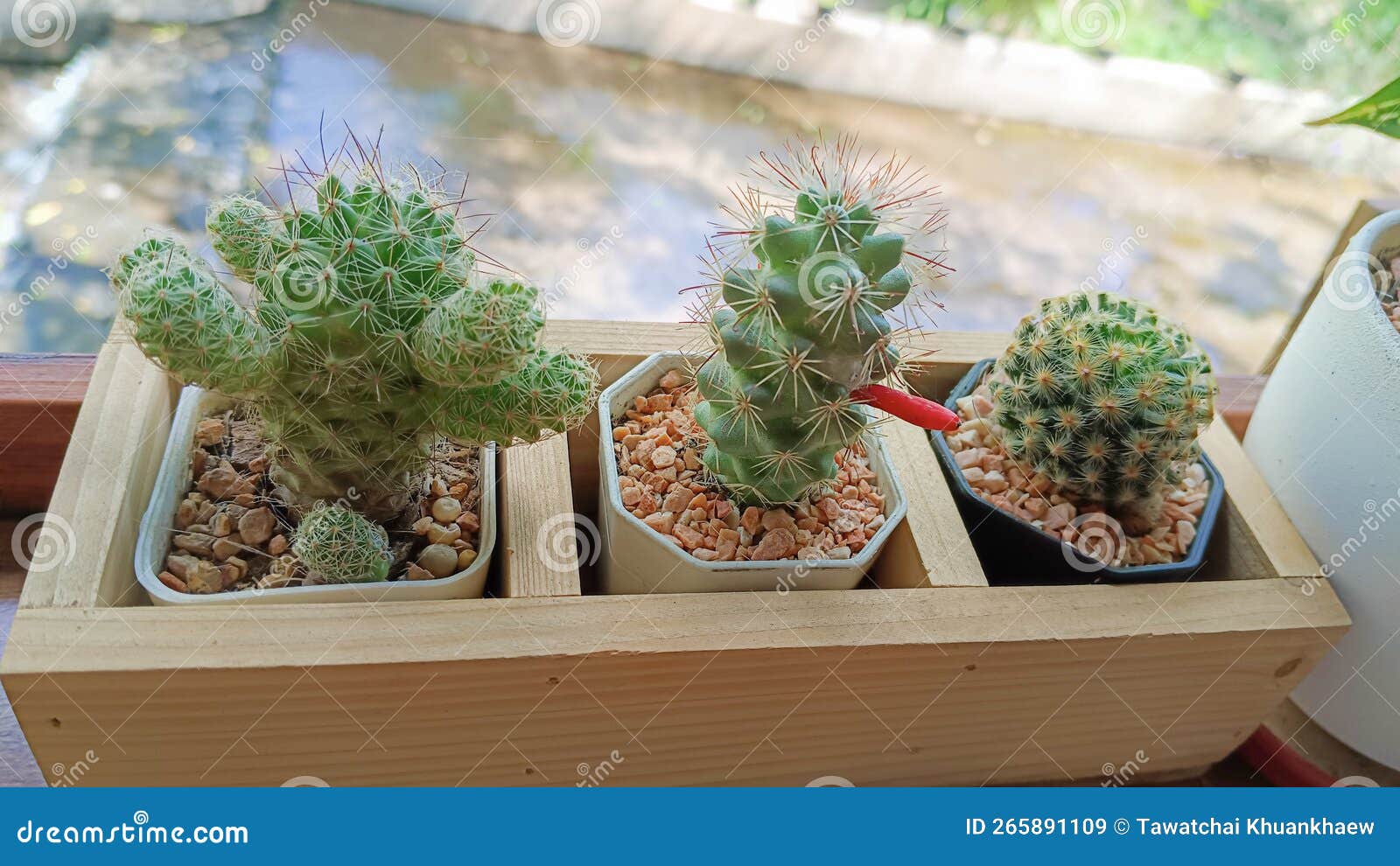 Collection of Various Cactus and Succulent Plants in Different Pots