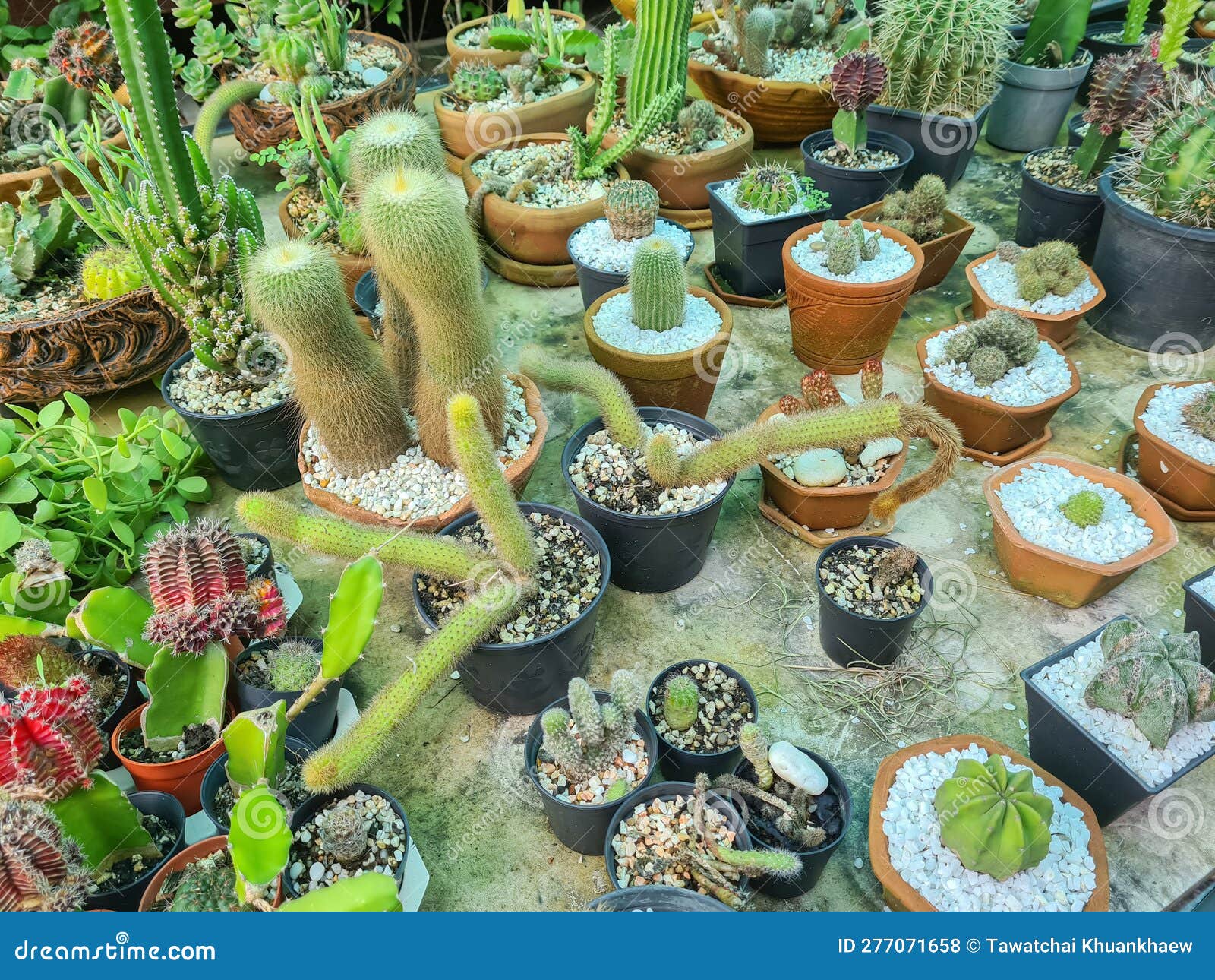 Collection of Various Cactus and Succulent Plants in Different Pots