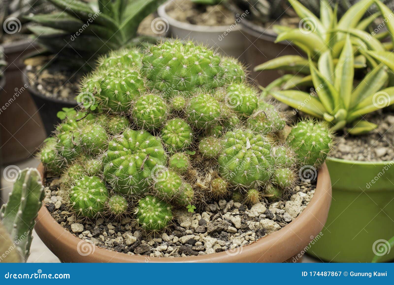 Collection of Various Cactus and Succulent Plants in Different Pots