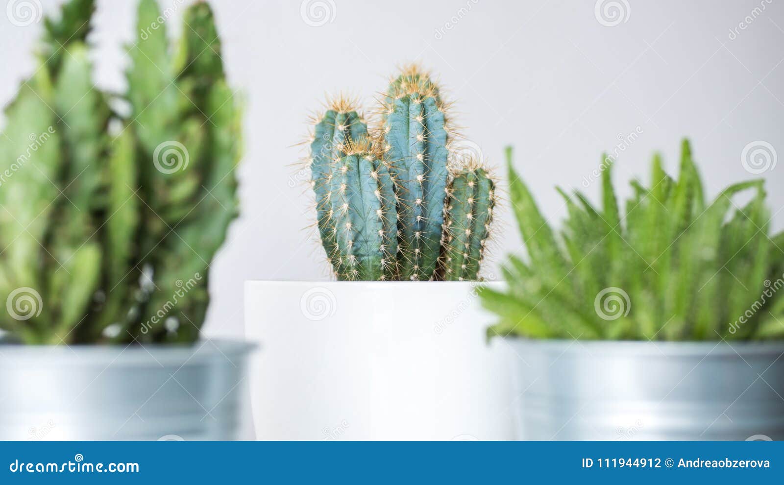 Collection of various cactus and succulent plants in different pots. Potted cactus house plants. Collection of various cactus and succulent plants in different pots. Potted cactus house plants against white wall.