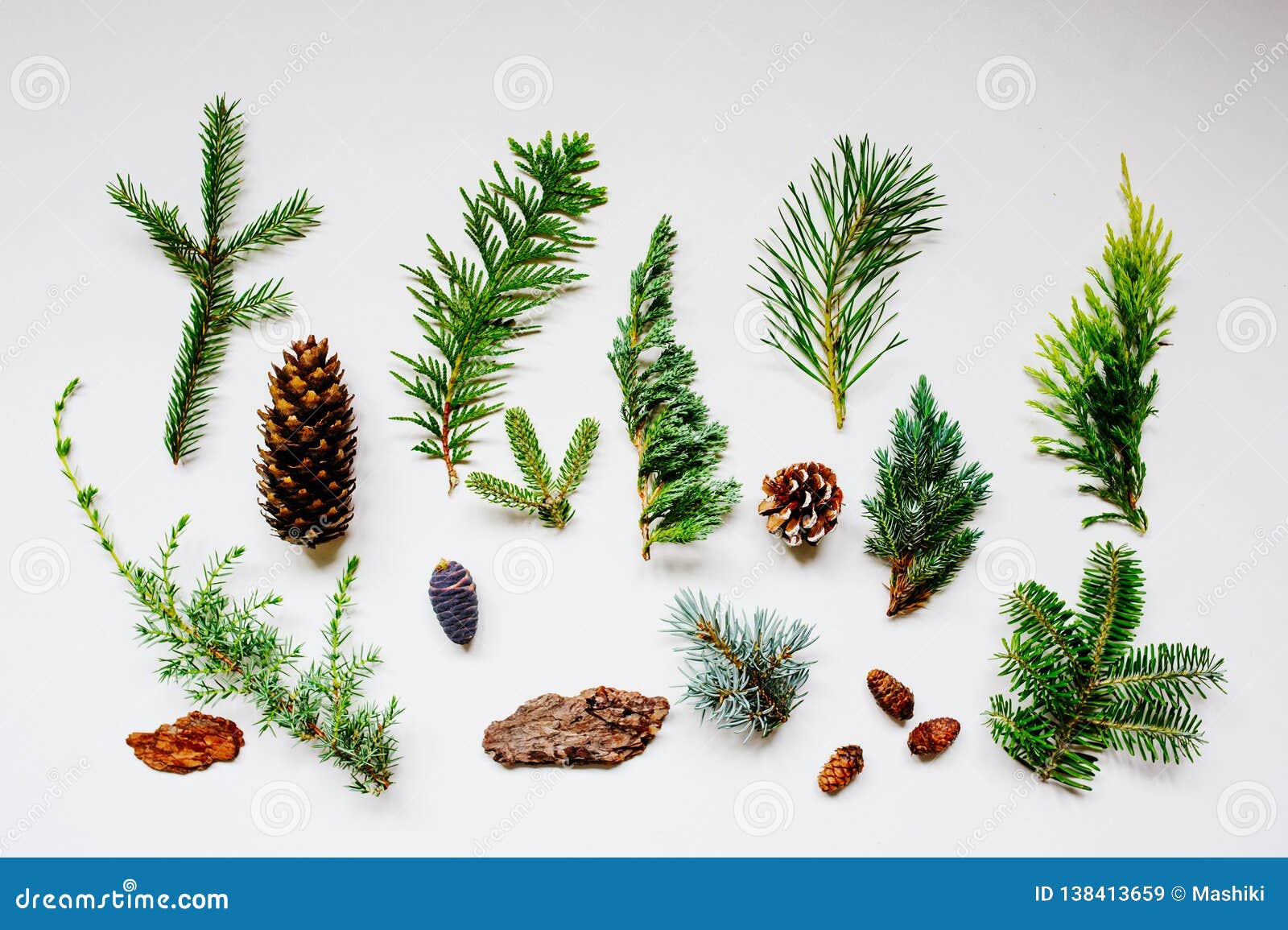 collection of various conifers and its cones on white backround.