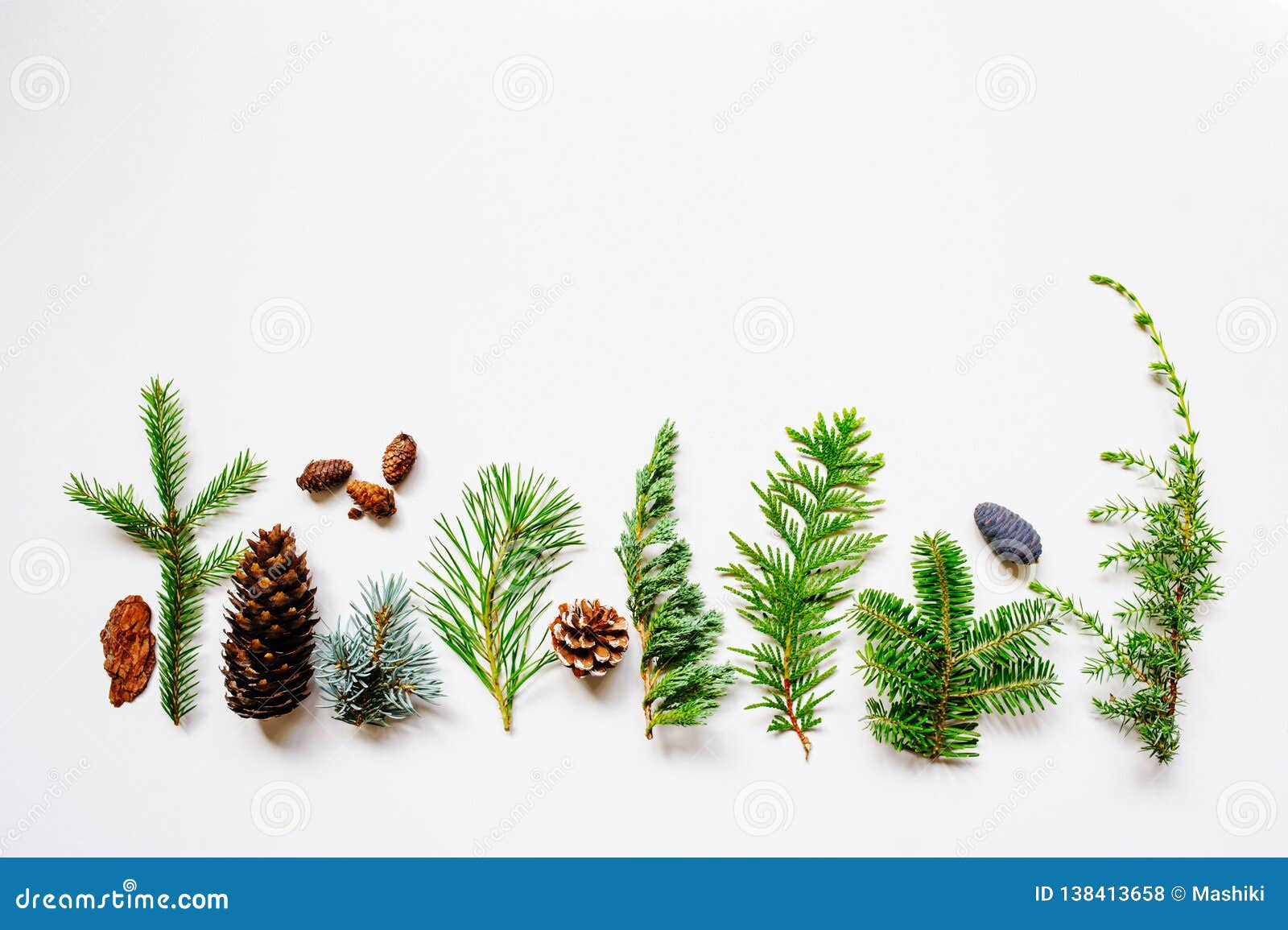 Collection of Various Conifers and Its Cones on White Backround. Stock ...