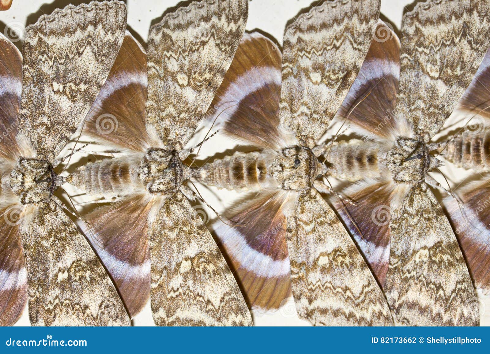 Collection of Victorian Butterflies Stock Photo Image of beautiful