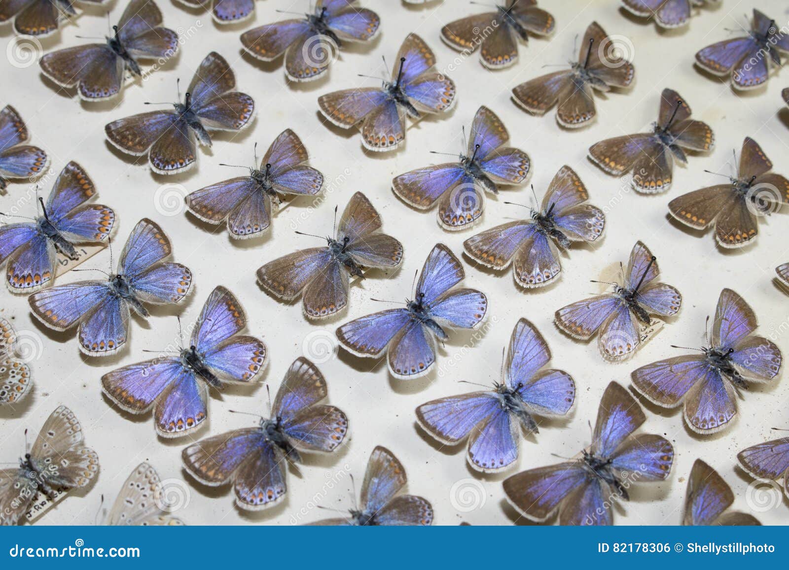 Collection of Victorian Butterflies Stock Photo Image of nature