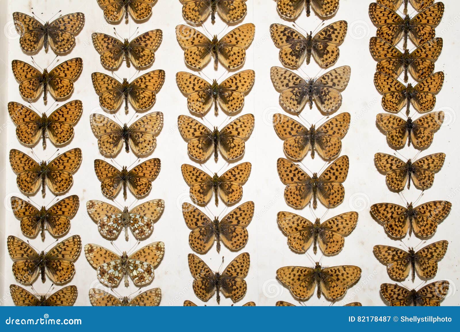 Collection of Victorian Butterflies Stock Image Image of background