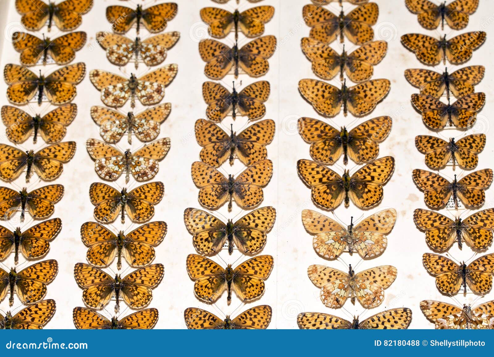 Collection of Victorian Butterflies Stock Photo Image of beautiful