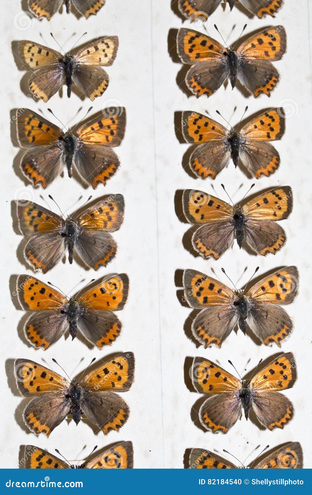 Collection of Victorian Butterflies Stock Photo Image of summer