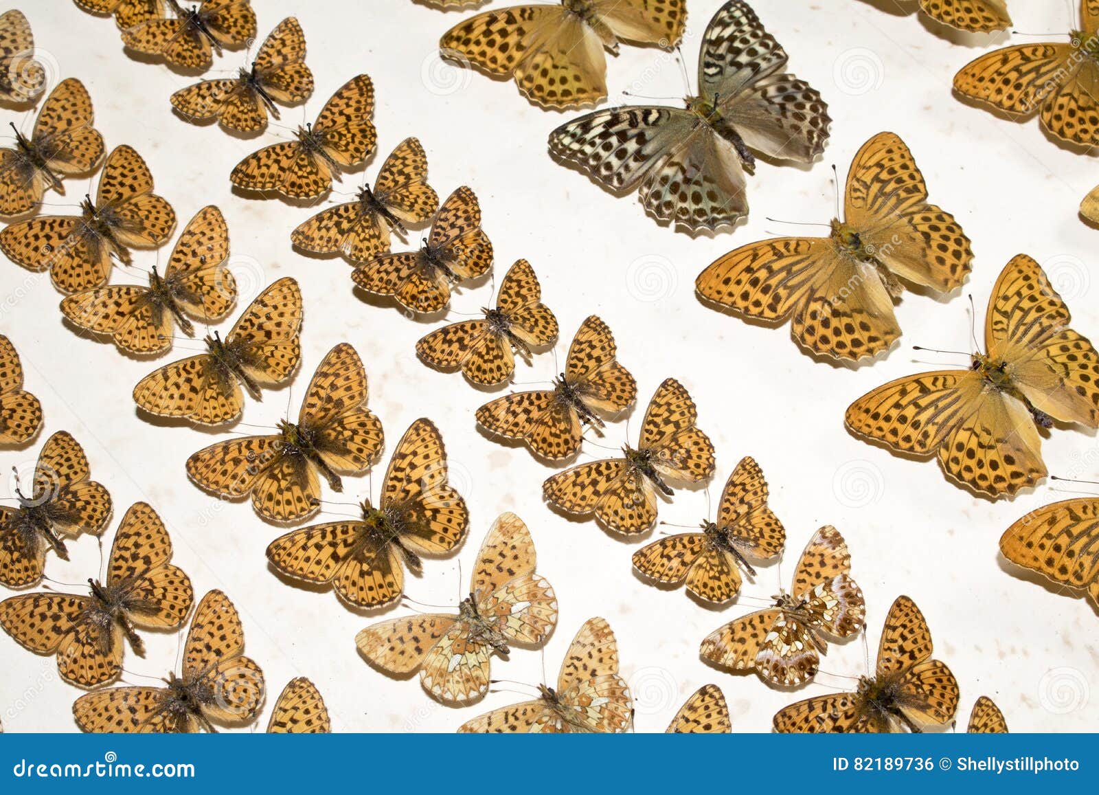 Collection of Victorian Butterflies Stock Photo Image of patten