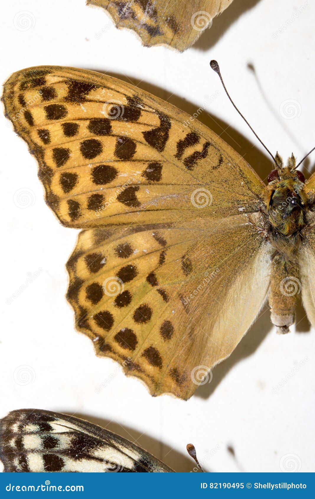 Collection of Victorian Butterflies Stock Image Image of isolated