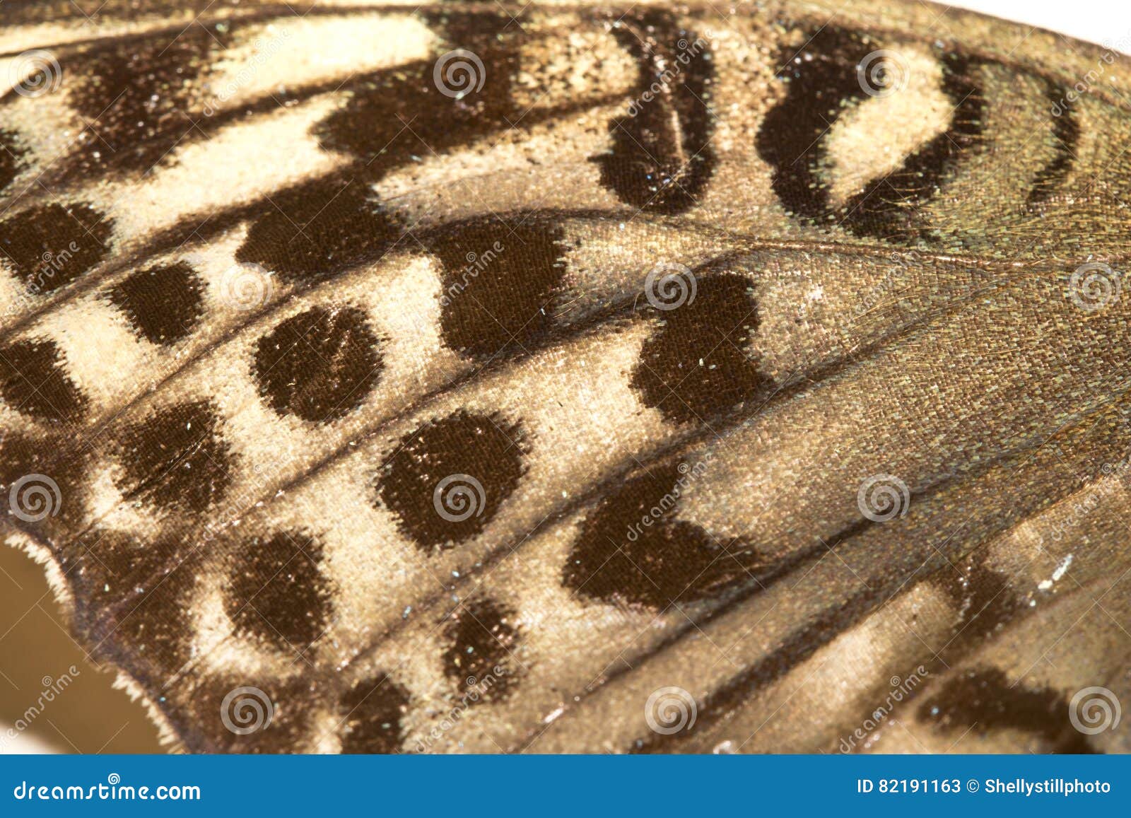 Collection of Victorian Butterflies Stock Image Image of background