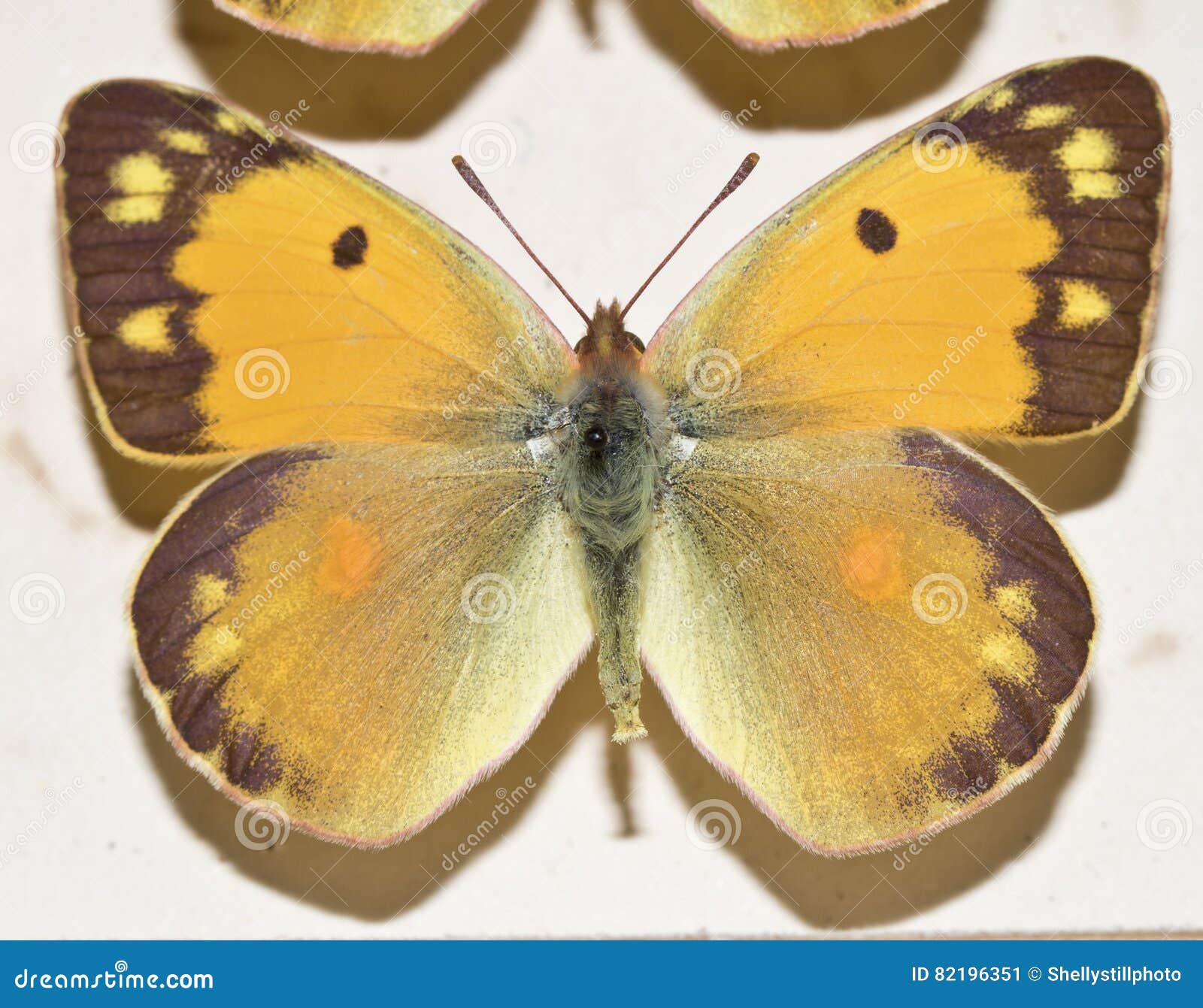 Collection of Victorian Butterflies Stock Image Image of collection