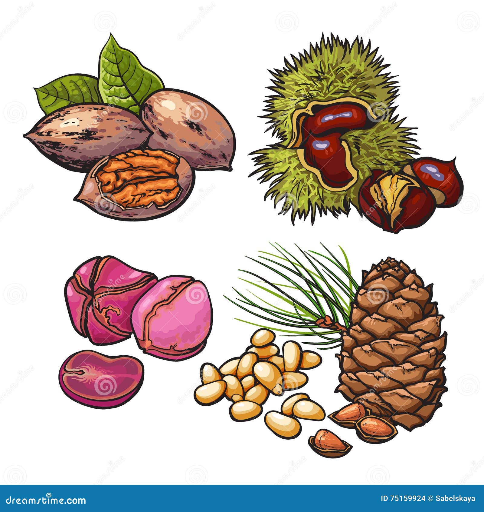 Collection of Walnuts, Chestnuts, Pine Nuts and Peanuts Stock Vector