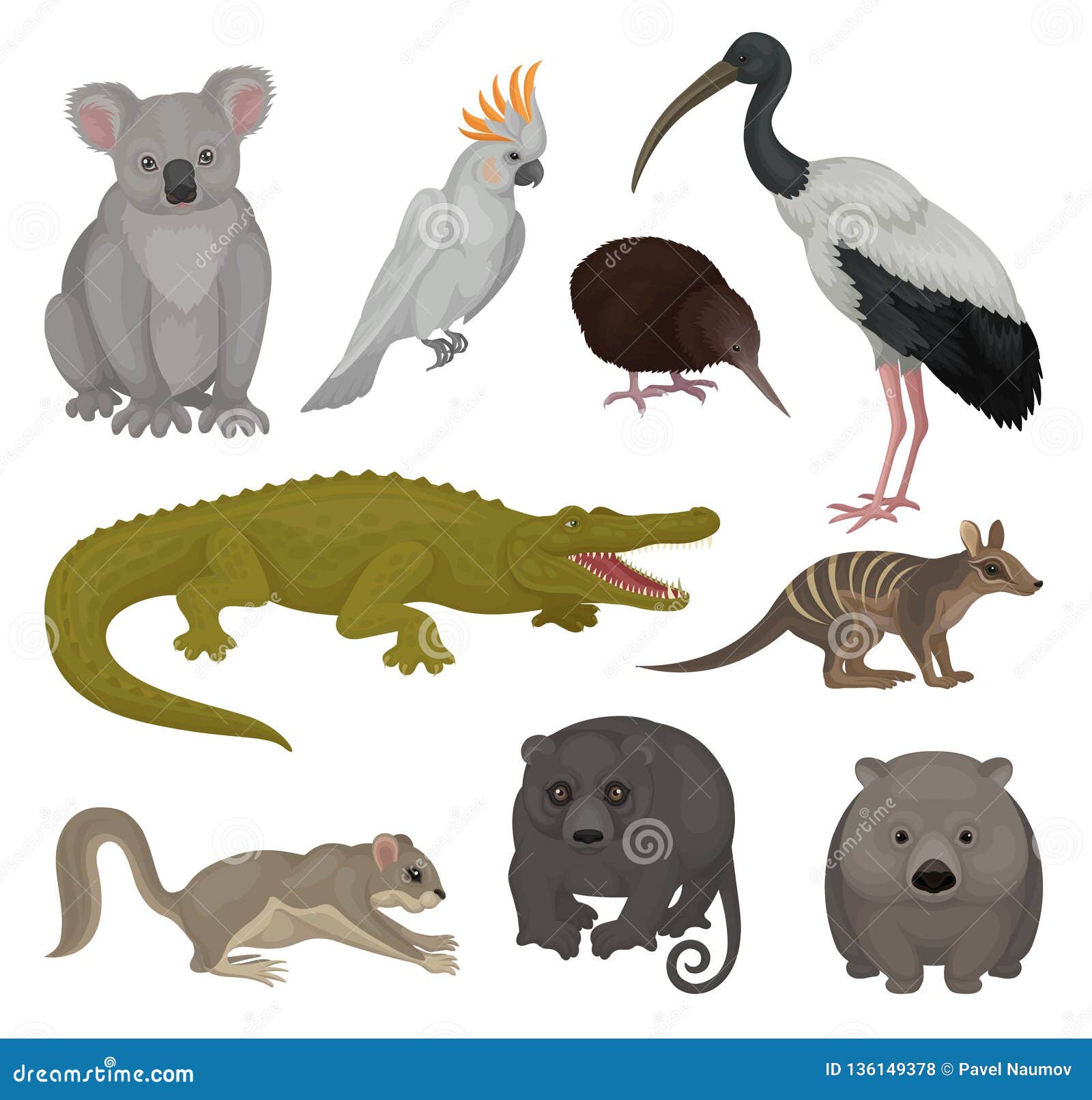 Set of Wild Australian Animals and Birds. Fauna Theme. Detailed Vector  Elements for Poster of Zoo or Children Book Stock Vector - Illustration of  detailed, book: 136149378