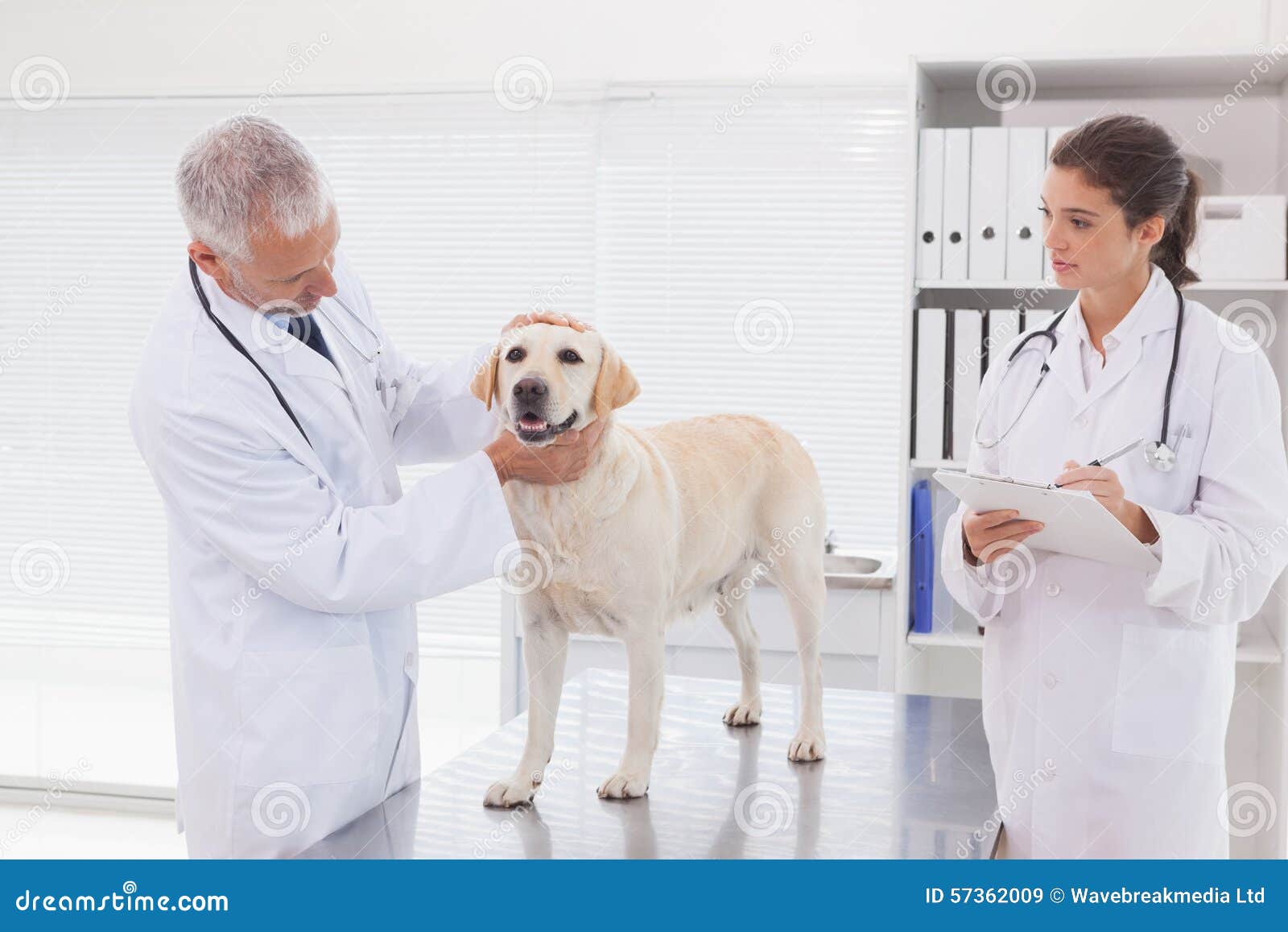 Collega Veterinario Che Esamina Un Cane Immagine Stock Immagine di