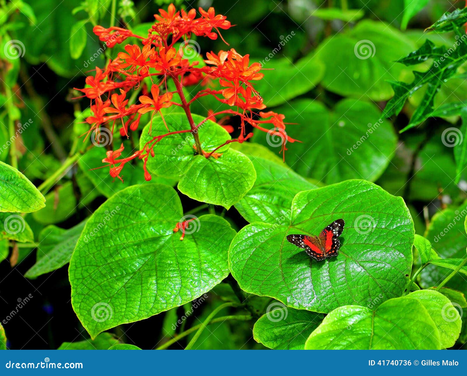 Collie Butterfly In Front Of Red Flowers Stock Photo Image Of