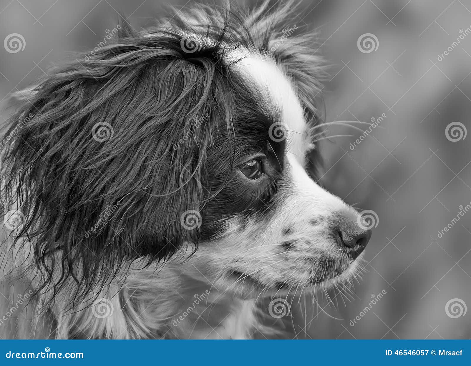 Collie Cross dog portrait in mono.