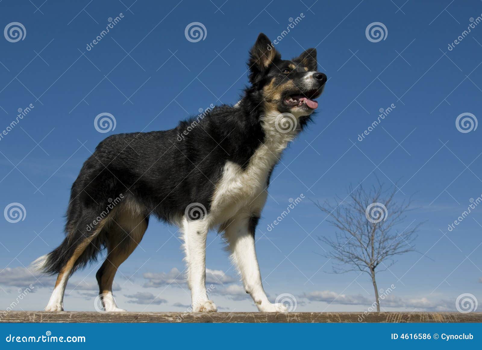 Banco de imagens : cachorro, Raça cão, Cão, como, mamífero, Border collie,  pastor australiano, Collie scotch, Cão pastor galesa, Cão raça, focinho,  Pastor australiano diminuto, Pastor inglês, Cão companheiro, Cão de  pastoreio