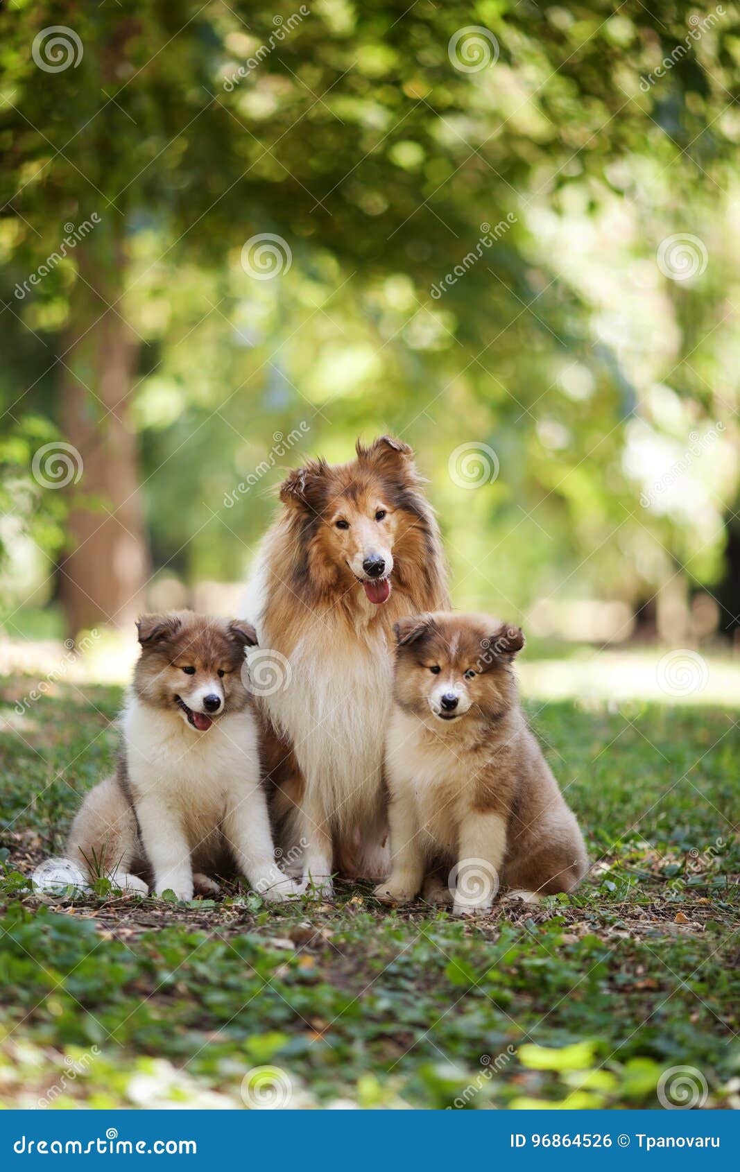 Big clearance collie dog