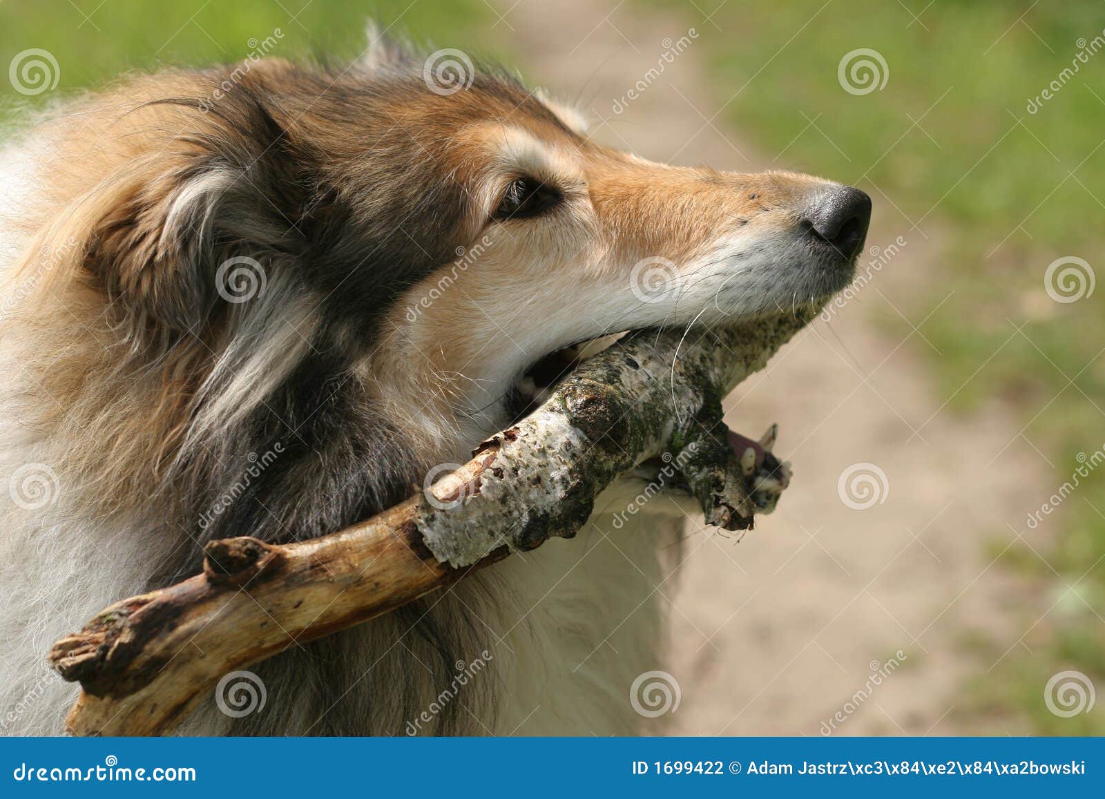 Collie (dog) with garlic stock photo. Image of running 1699422
