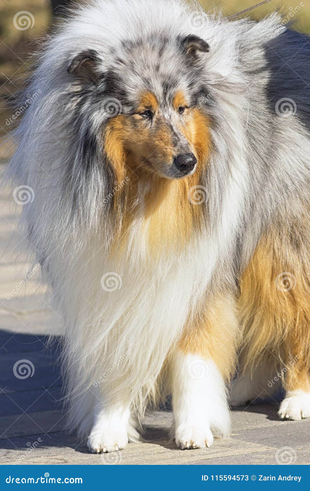 Collie Dog with Long Fluffy Hair and a Pointed Muzzle Close-up Stock Image  - Image of friendly, puppy: 115594573