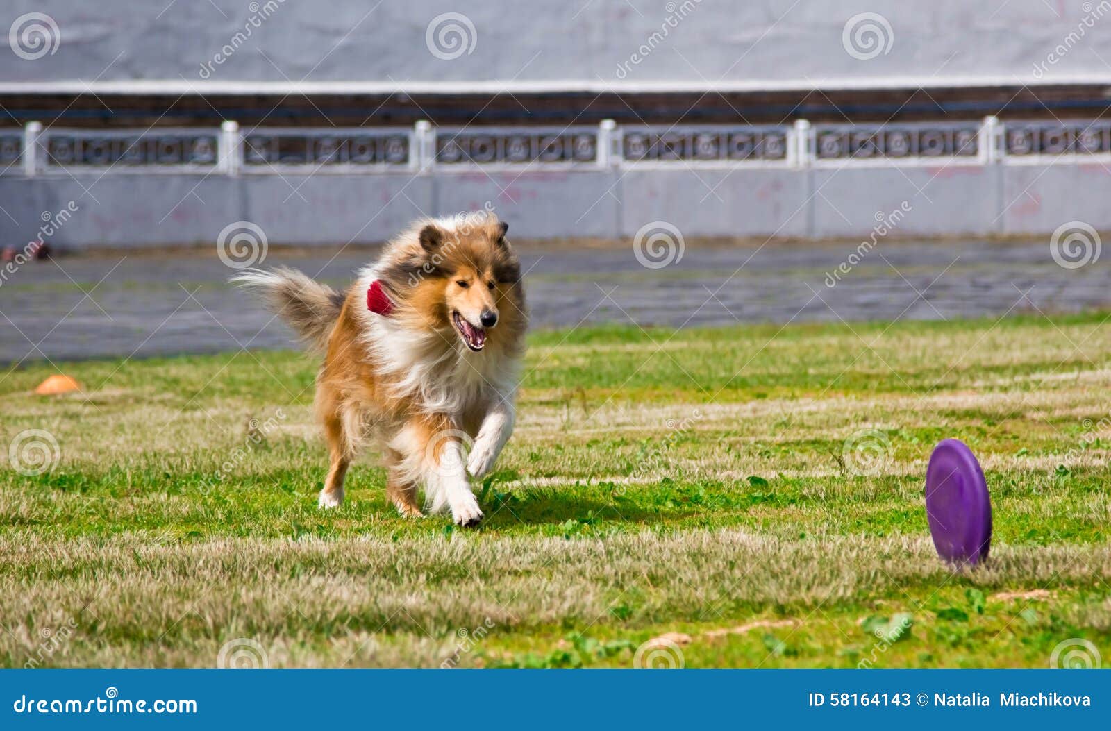 Collie Dog Running after a Frisbee Disc Competitions Stock Image