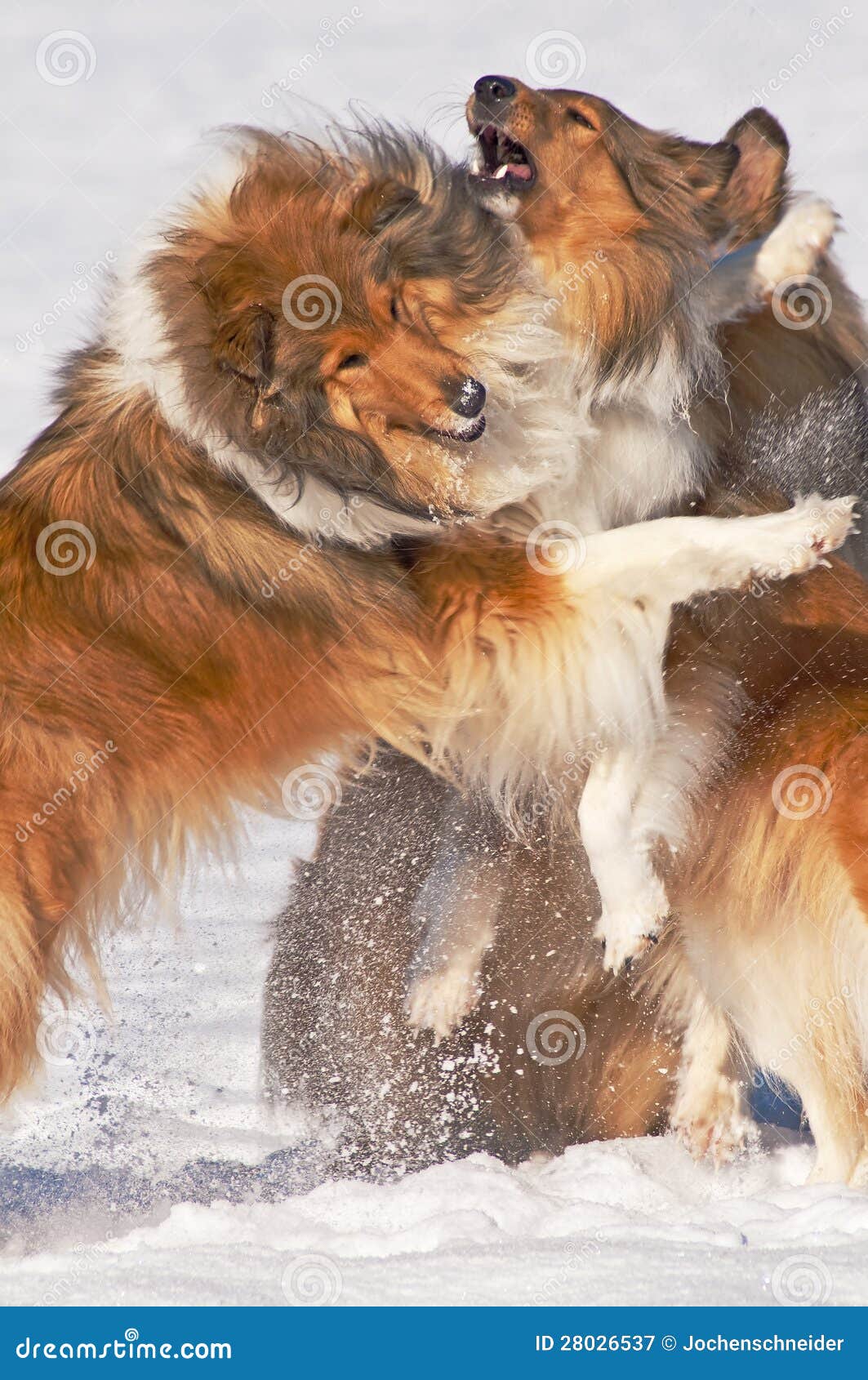 Collie dogs in snow, playing