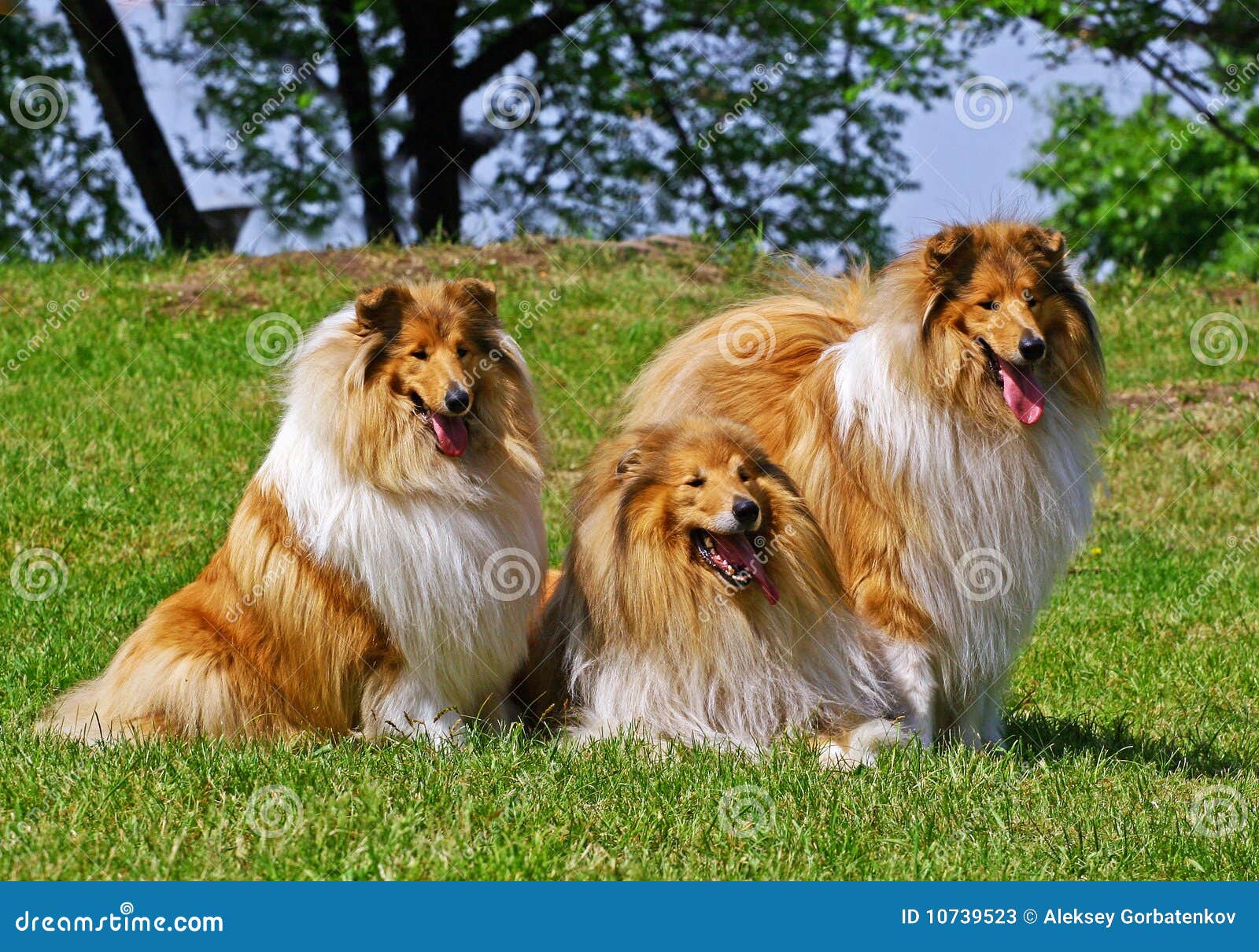 Collie Family Stock Image Image Of Canine Friendship 10739523