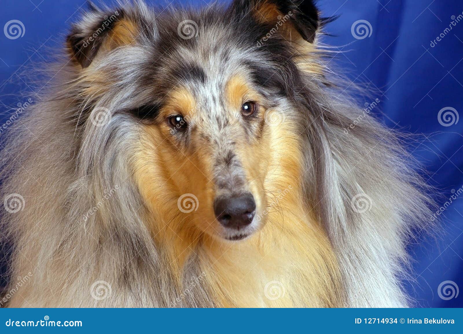Collie Marble Stock Photo Image Of Blue Dark Charge 12714934 collie-marble-stock-photo-image-of-blue-dark-charge-12714934