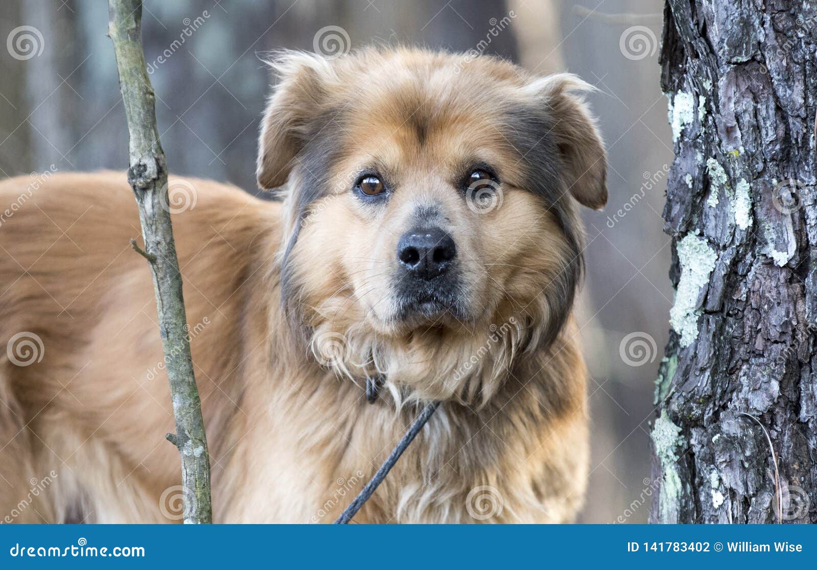 Collie Retriever Plus âgée A Mélangé La Photo Dadoption De