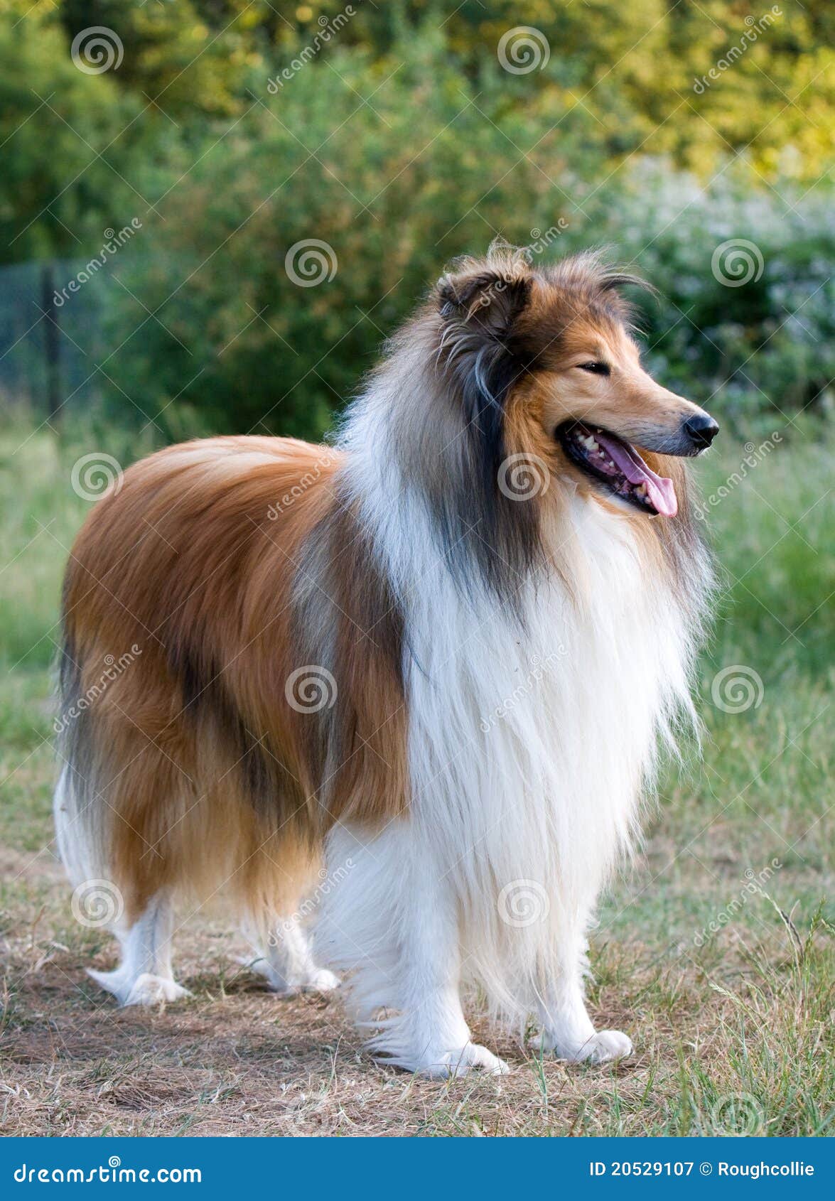 sable and white rough collie