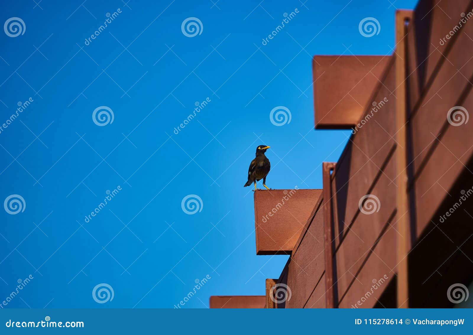 Colline Myna Ou Bec Jaune, Support D'oiseau De Corps Noir Sur La