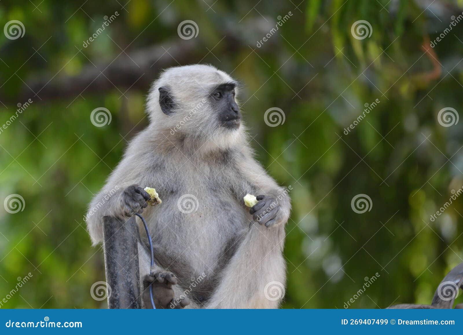 langur or the colobinae  leaf-eating monkeys are a subfamily of the old world monkey