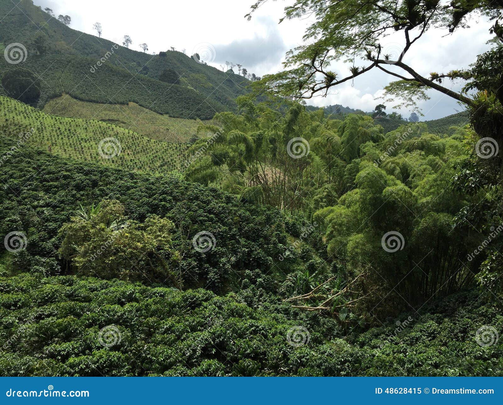 Colombia Coffee Valley Green Stock Image Image of ecosystem, tree