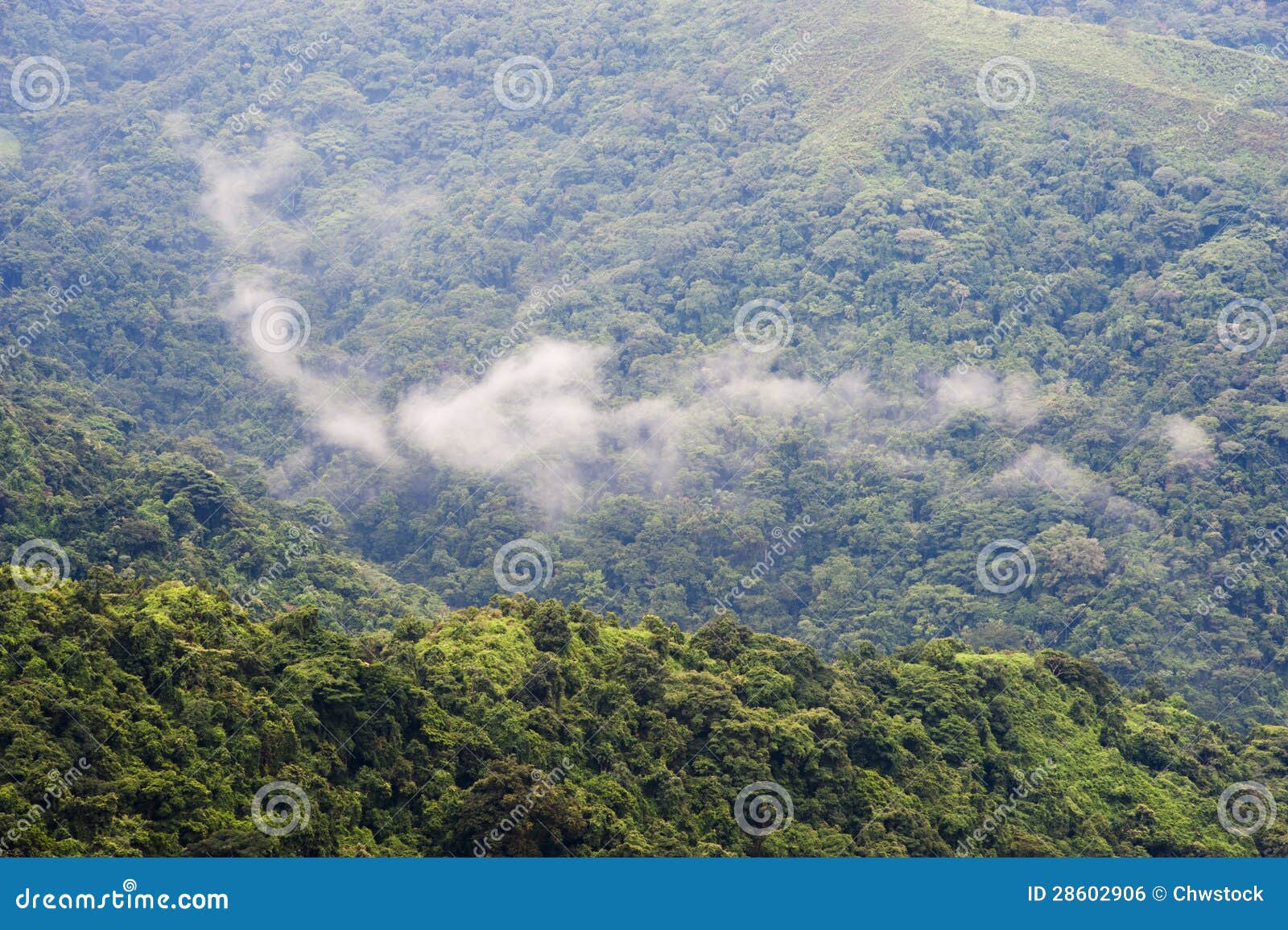 colombia - rainforest in the sierra nevada de santa marta