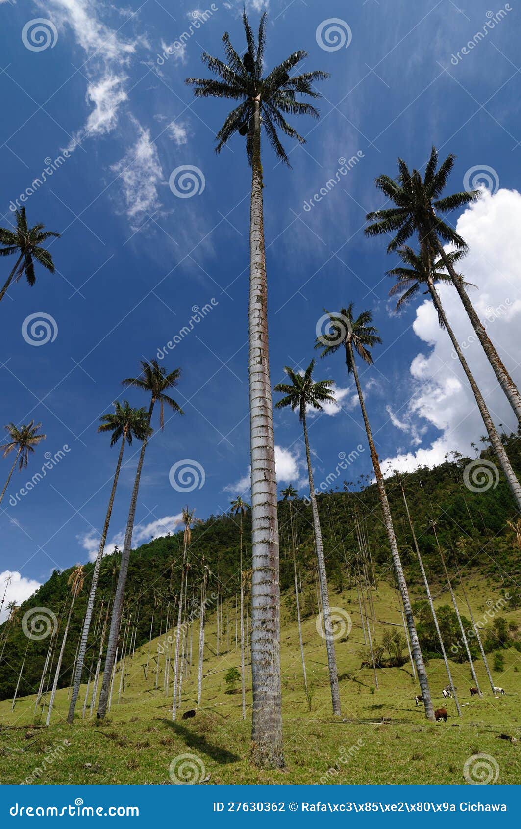 colombia, wax palm trees of cocora valley