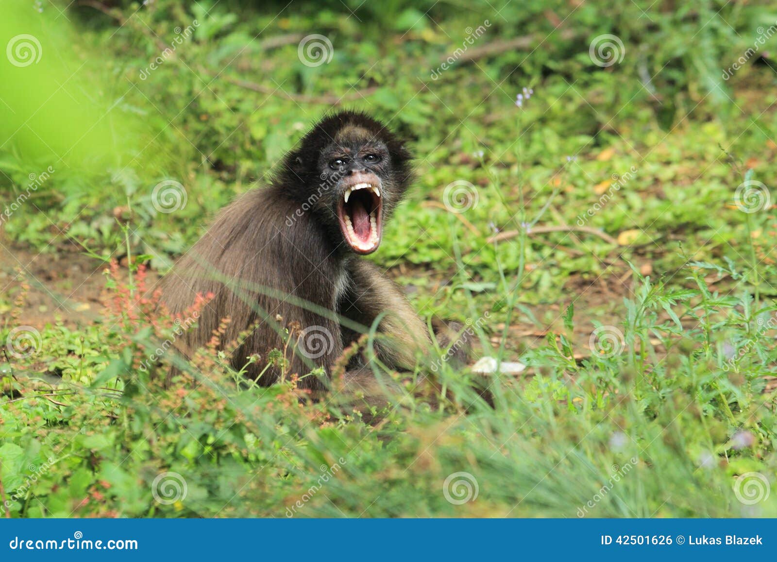 colombian brown spider monkey