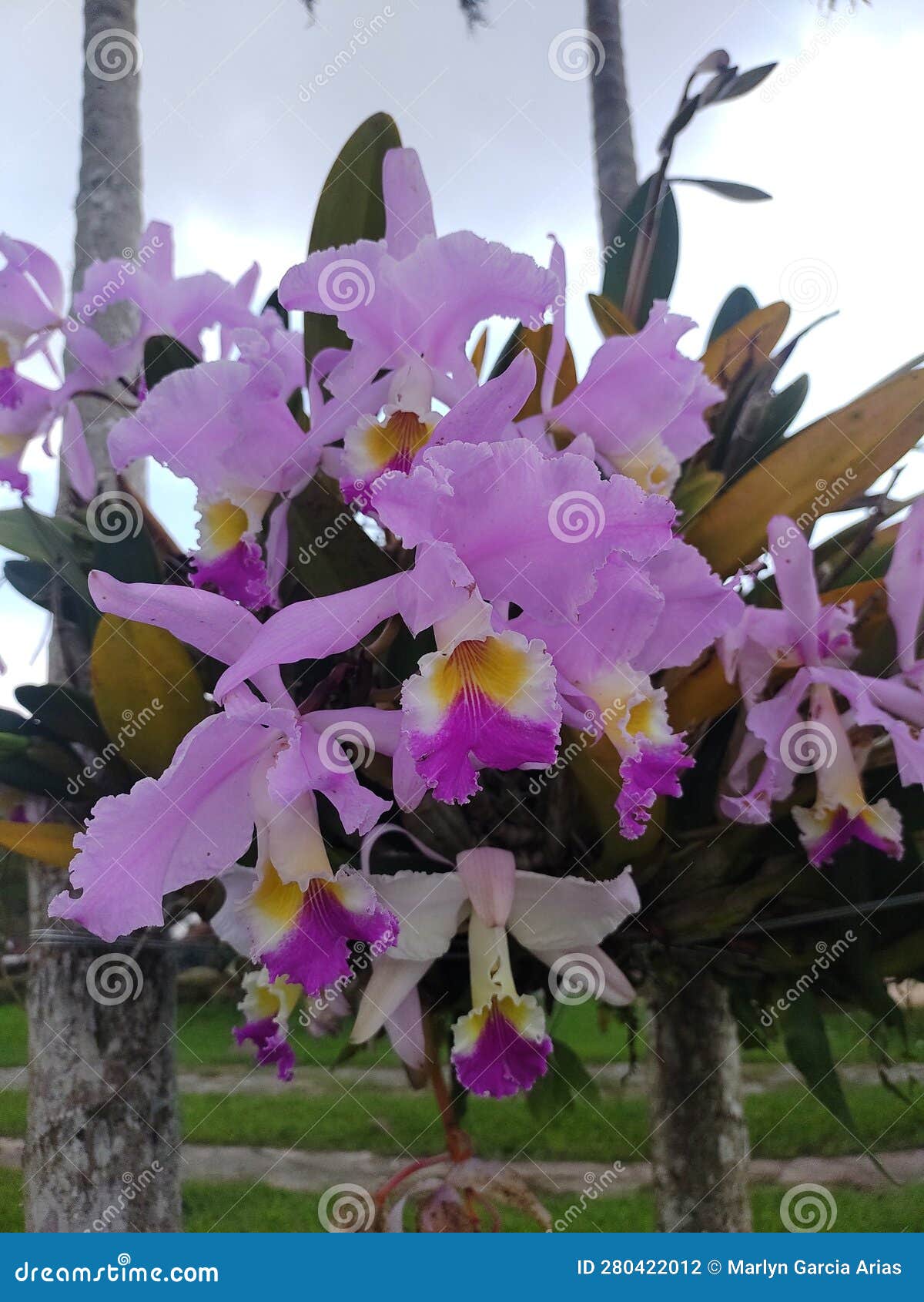 colombian orchid