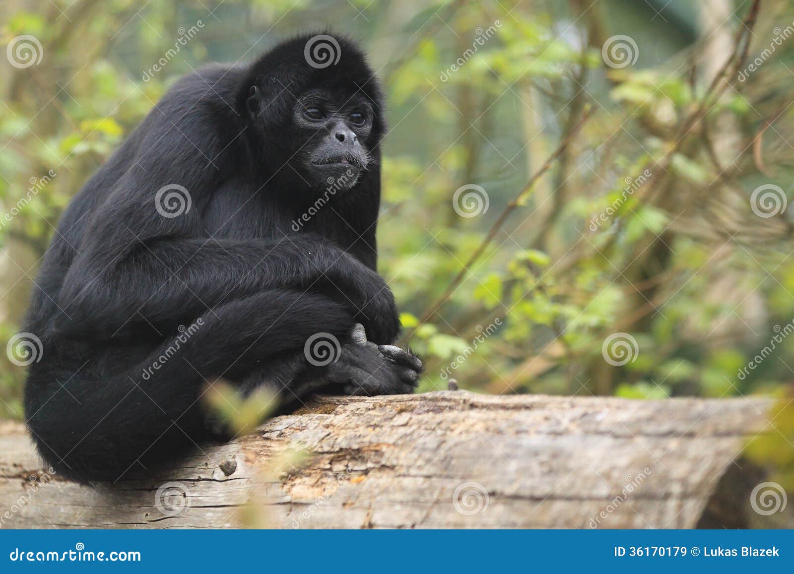 colombian spider monkey