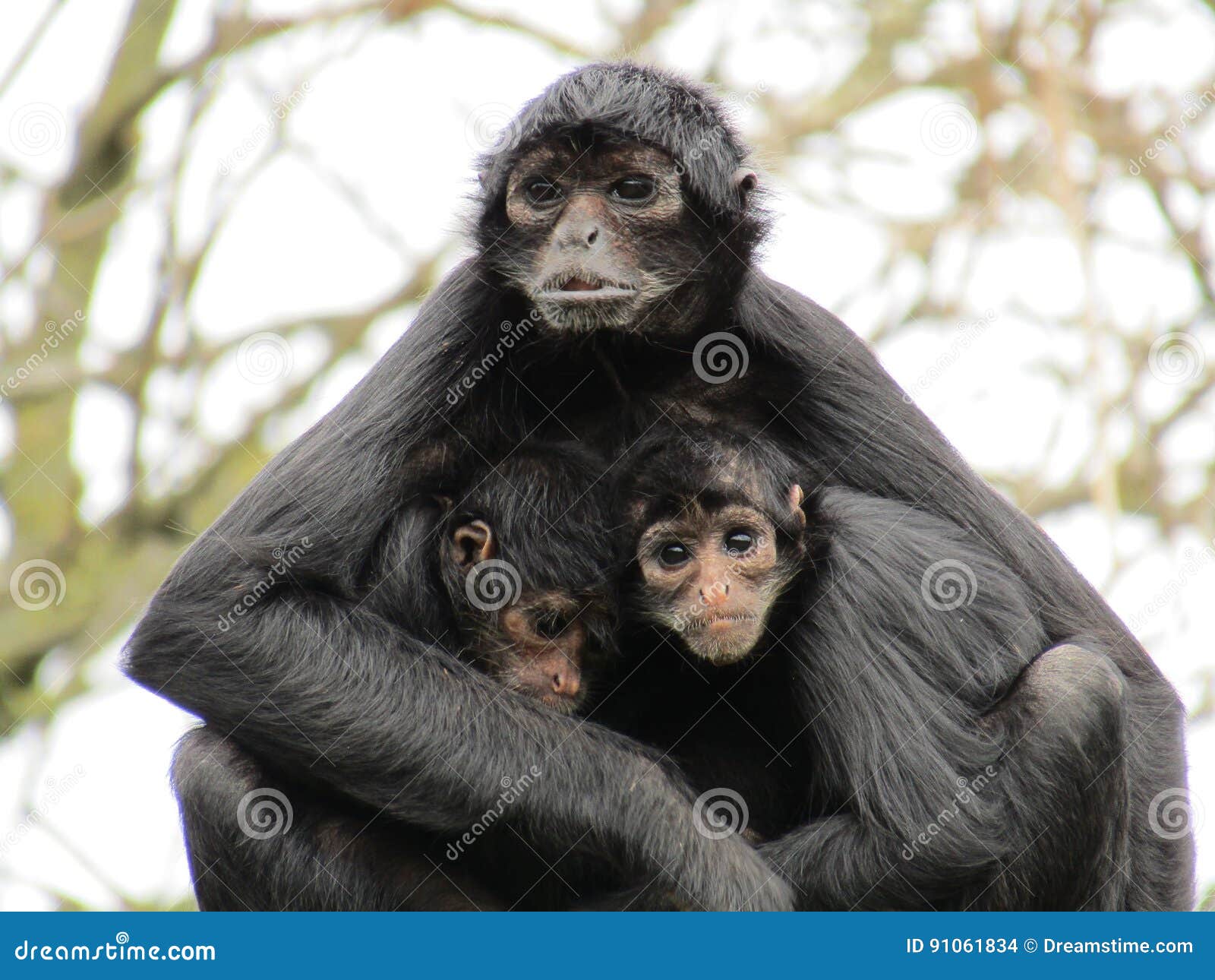 colombian spider monkey family