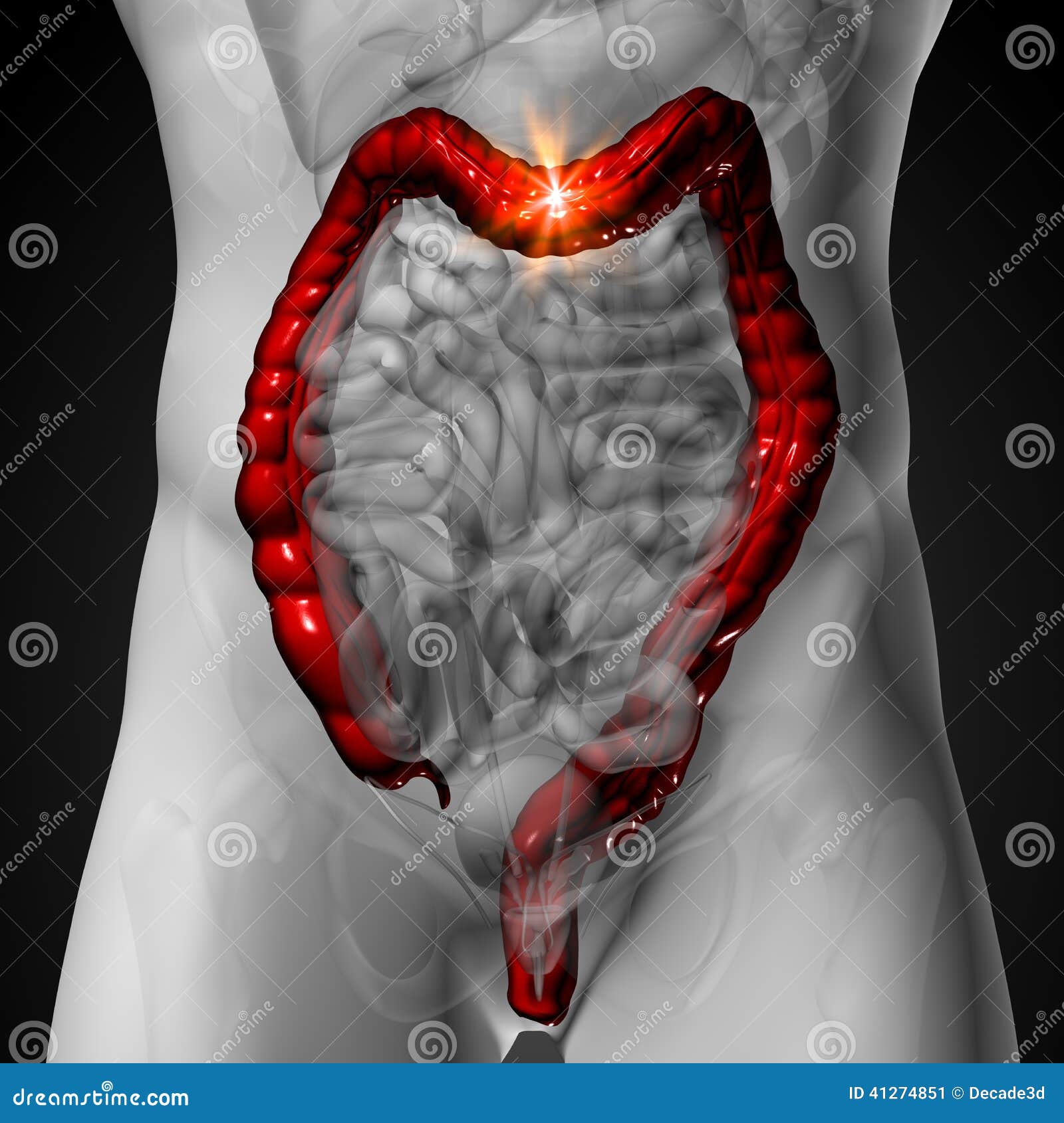 Colon / Large Intestine - Male Anatomy Of Human Organs - X-ray View