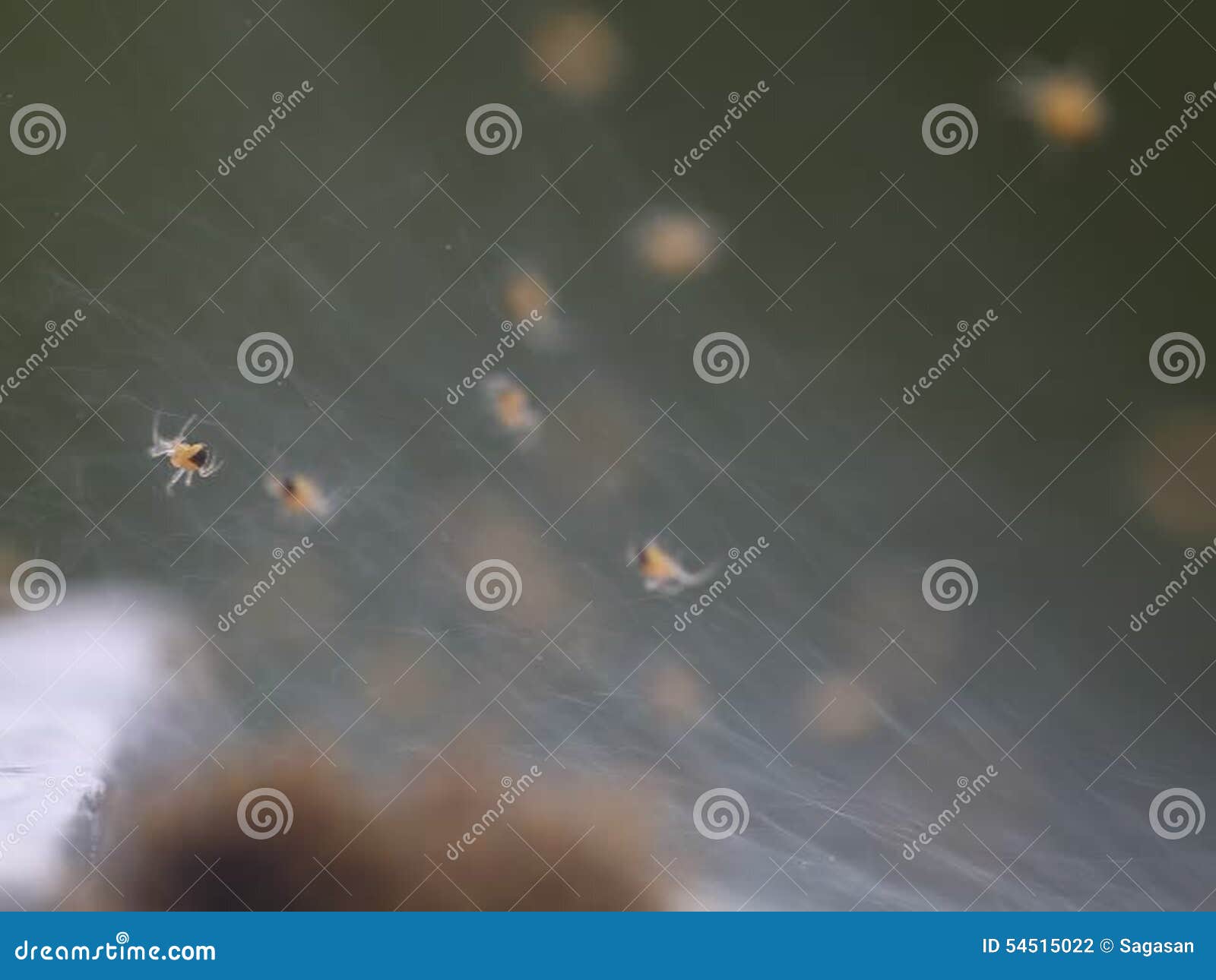Colonies of spiders stock footage. Video of crawly, brown 54515022