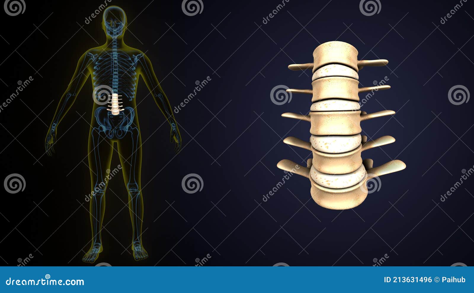 Colonne Vertébrale Moelle Épinière L'anatomie Squelette Humain